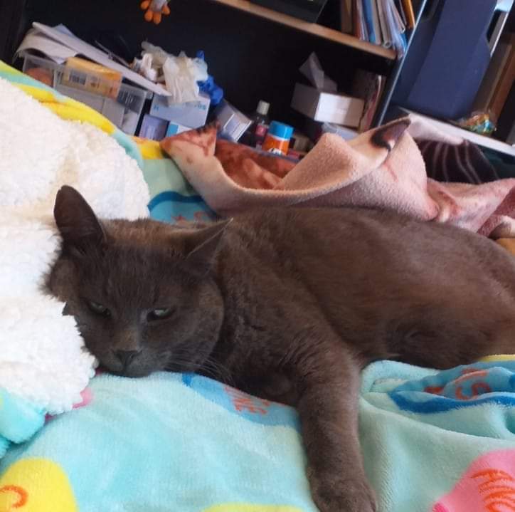 Charlie's life at hohepa 